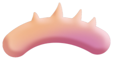 Lash Create