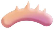 Lash Create